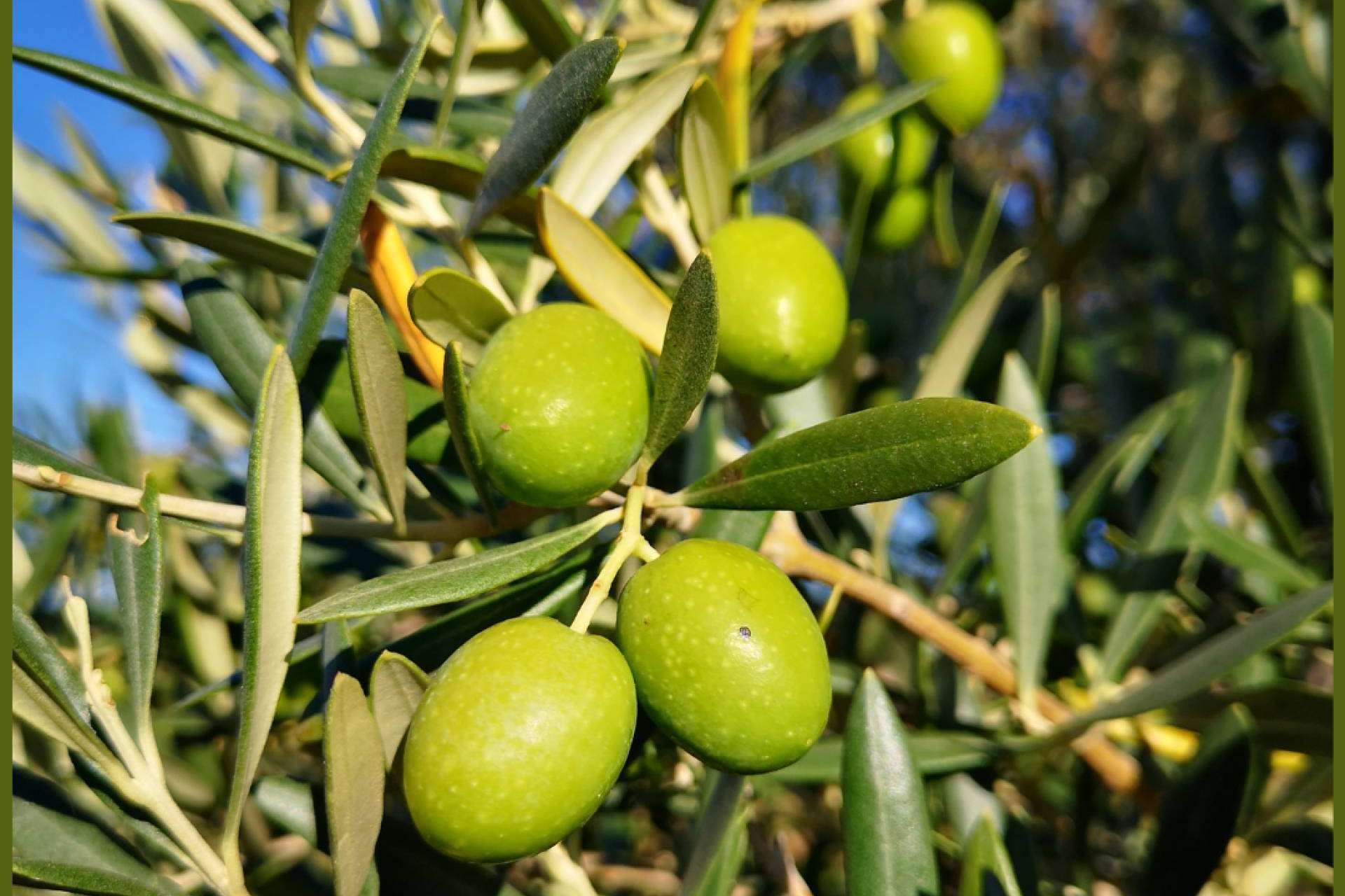 Los costes de producción y la subida del aceite