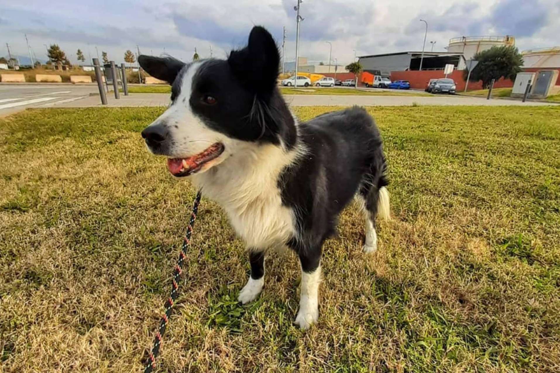 Requerimientos a la hora de viajar con la mascota en avión, por BaggagePets