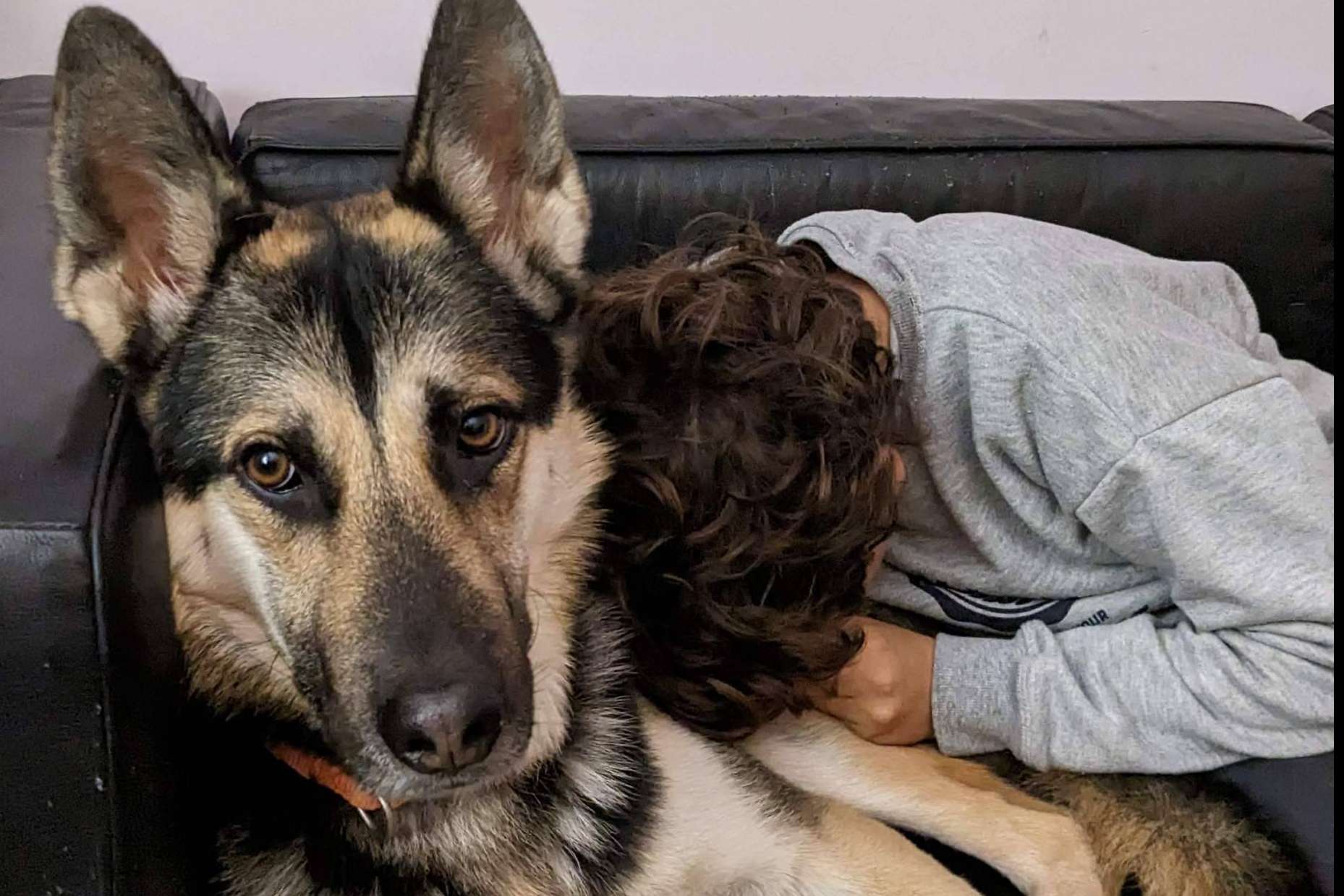 Sobre las intervenciones asistidas con animales, de la mano de TEAsisTO