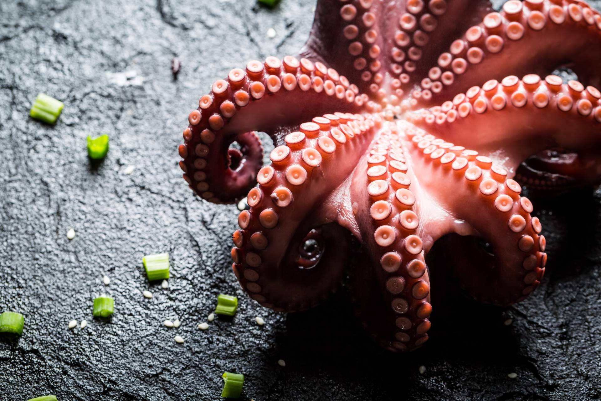 ¿Cuáles son las propiedades del pulpo de Dakhla?, con 3 de Pulpo