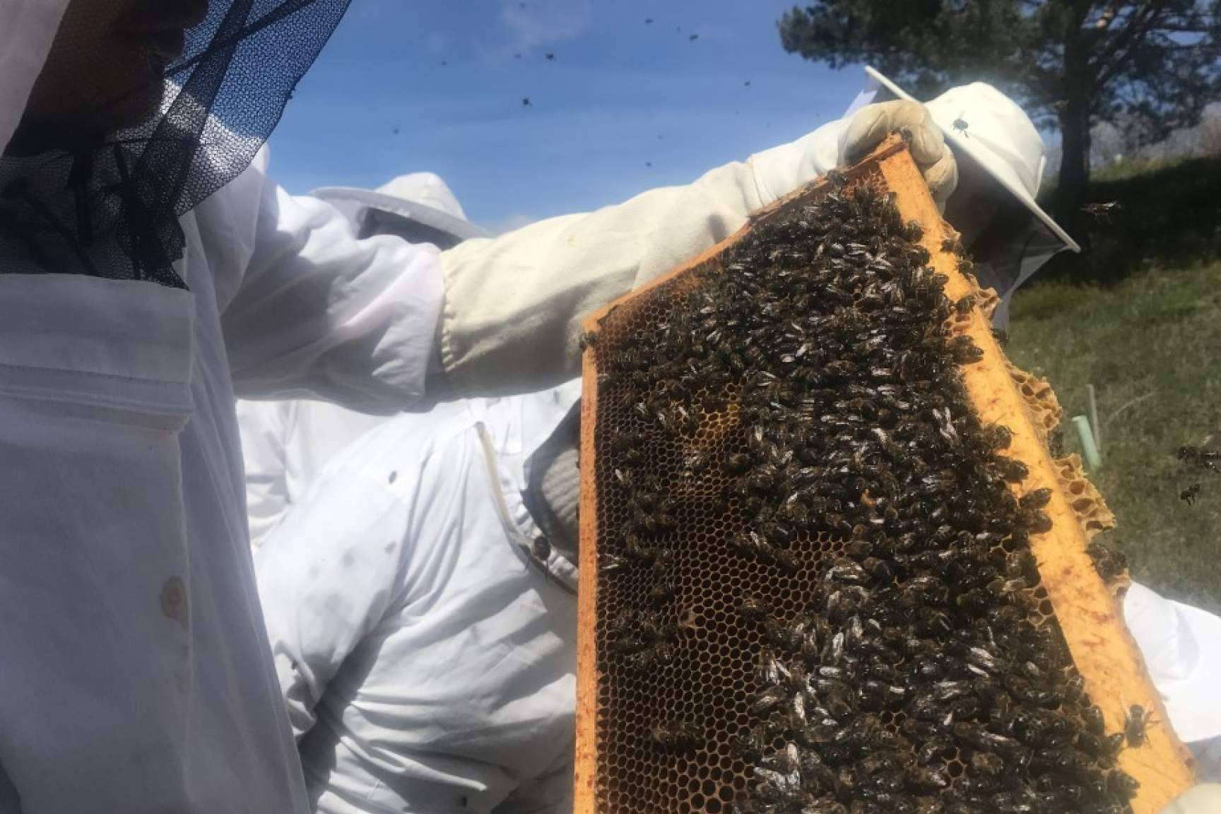 El apasionante mundo de la apicultura; hobby y negocio en uno