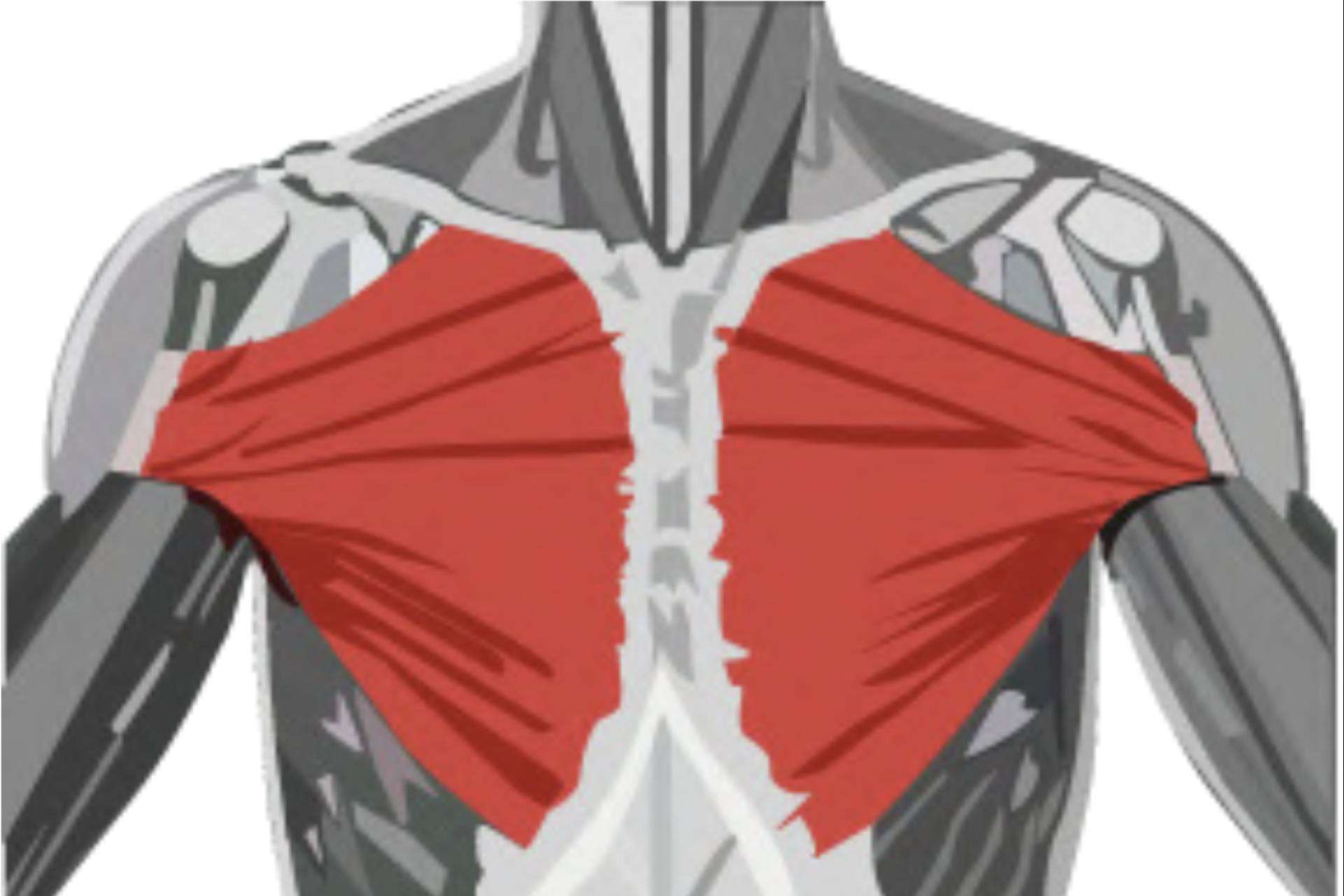 ¿Cómo potenciar el desarrollo del pectoral? Uno de los ejercicios más efectivos para la hipertrofia de pecho, con Sergio M Coach