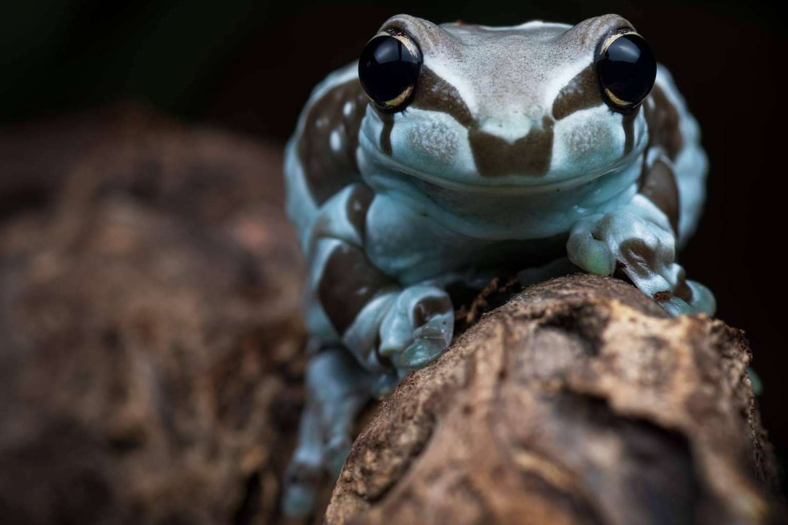 SnakeRoom, el Centro Divulgativo que ofrece la experiencia de interactuar con reptiles como serpientes