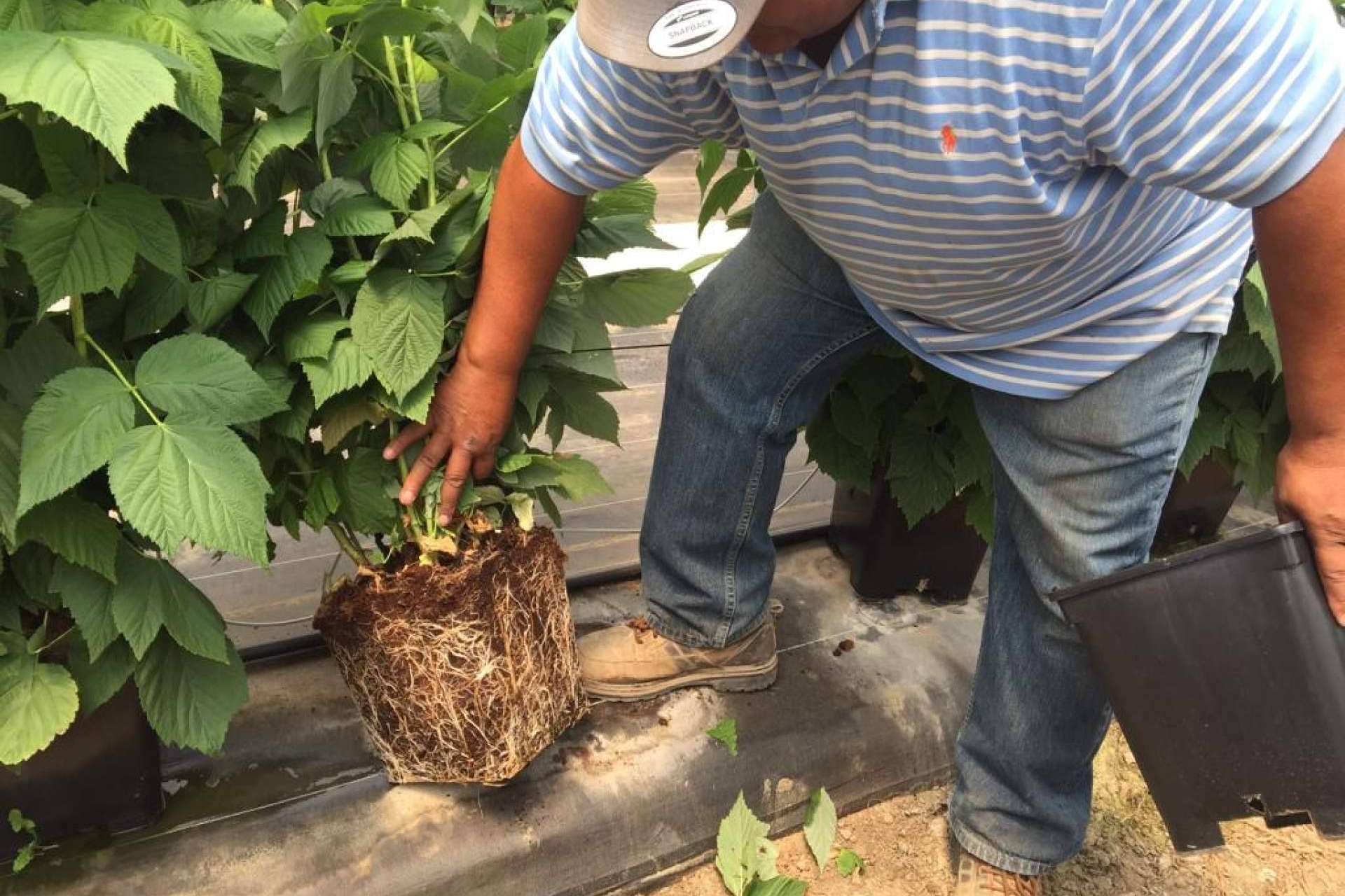 La especialidad de Pelemix, fibra de coco para cultivos