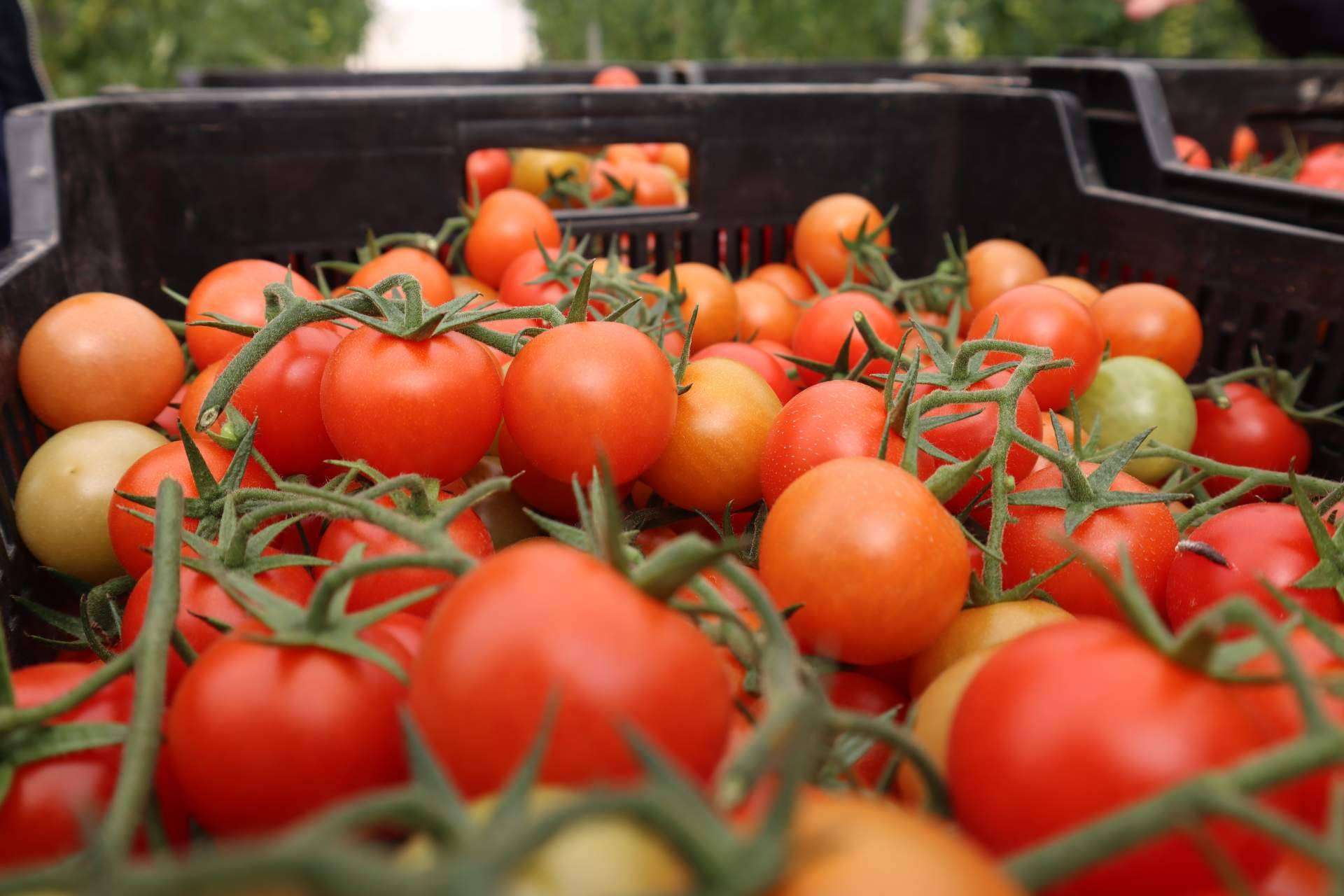 Un fertirriego más productivo, eficiente y sostenible con las bombas dosificadoras