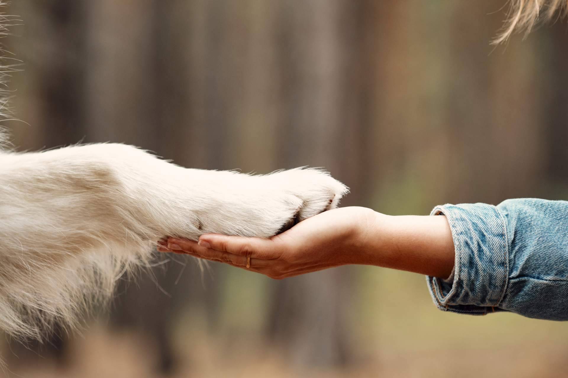 Conciliar la relación con el perro de la familia