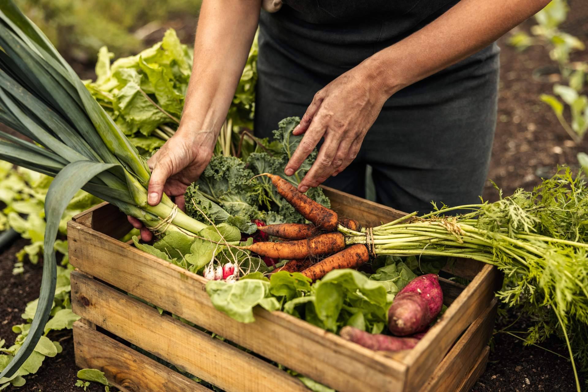 Fomentar la alimentación sostenible con las prácticas que lleva a cabo Serunion