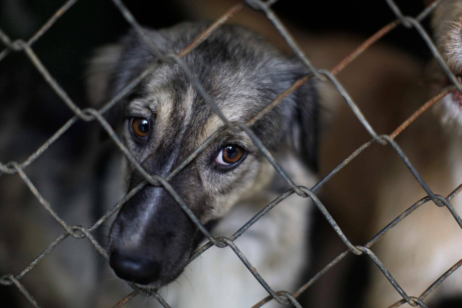 ¿Cuáles son los pasos para denunciar el maltrato animal?