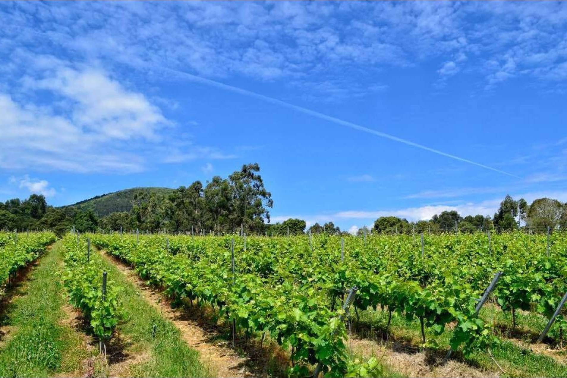 Una historia de amor y respeto por el vino y la 'tierruca', Bodegas Vidular