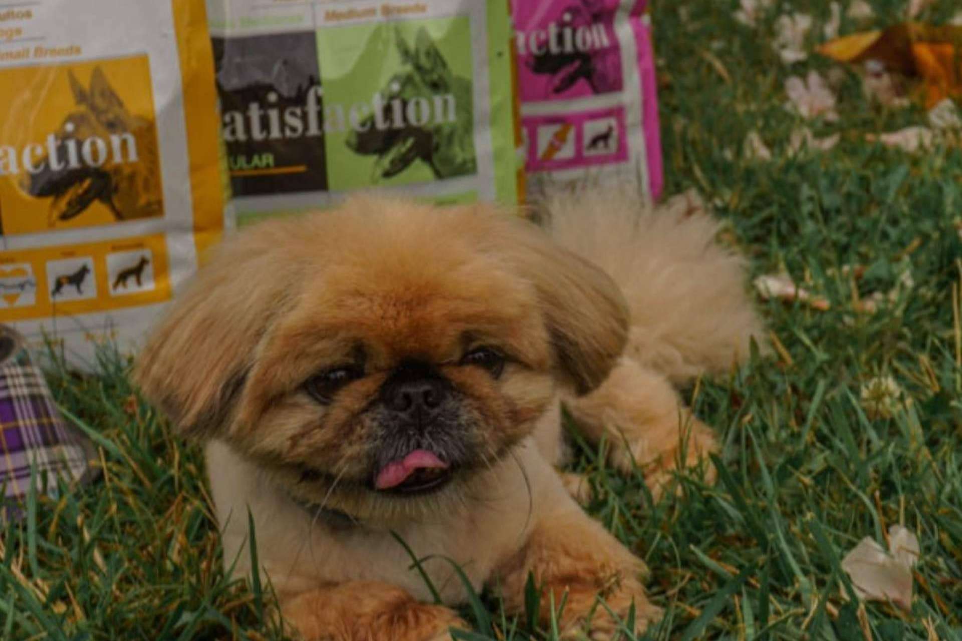 ¿Qué tiene de especial el tamaño de la croqueta del pienso Satisfaction Super Premium?