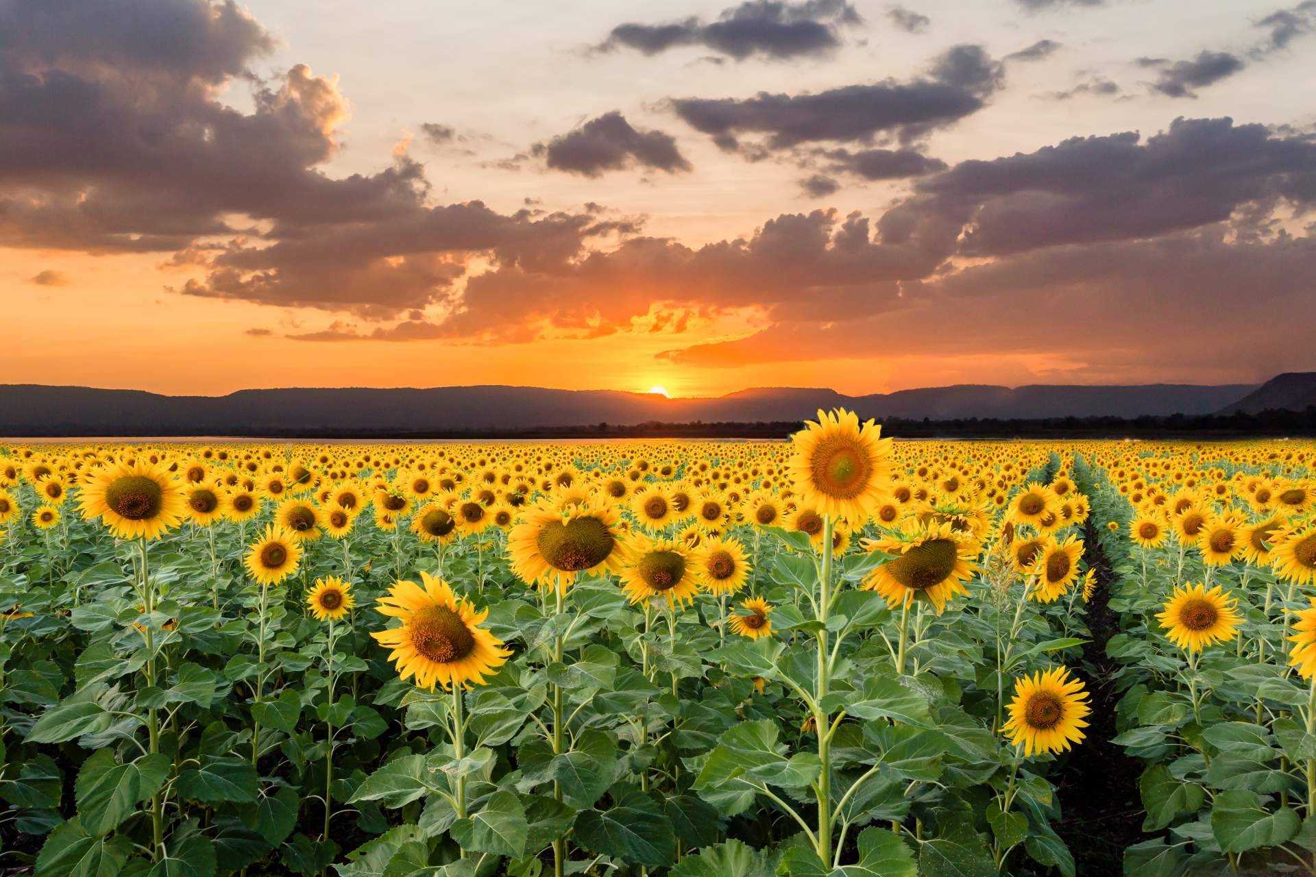 Llega la temporada de girasoles a Rosistirem