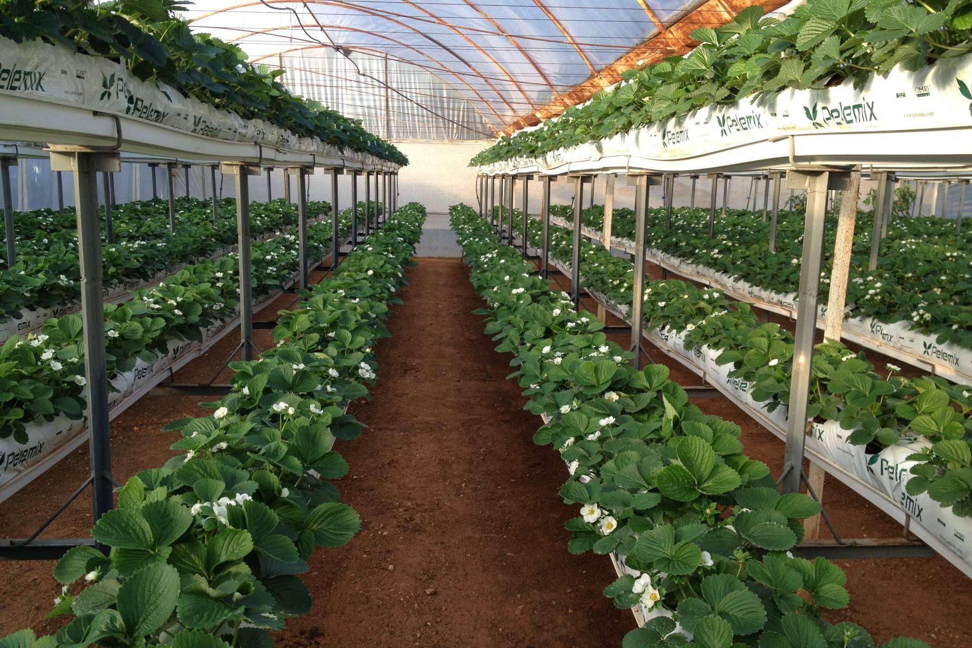 ¿Cuáles son los criterios a considerar cuando se planta en un invernadero con bolsas de cultivo?