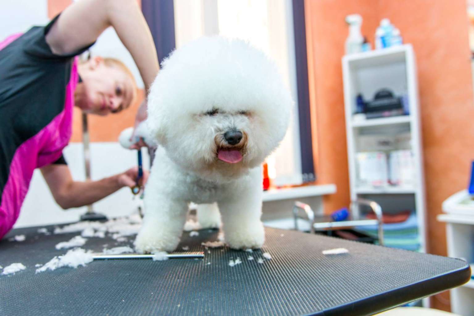Con VetFormación es posible formarse como peluquero canino