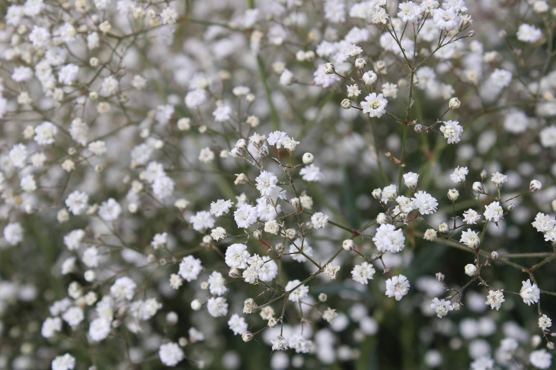 ¿Por qué la paniculata blanca es una de las flores más escogidas?, por Rosistirem