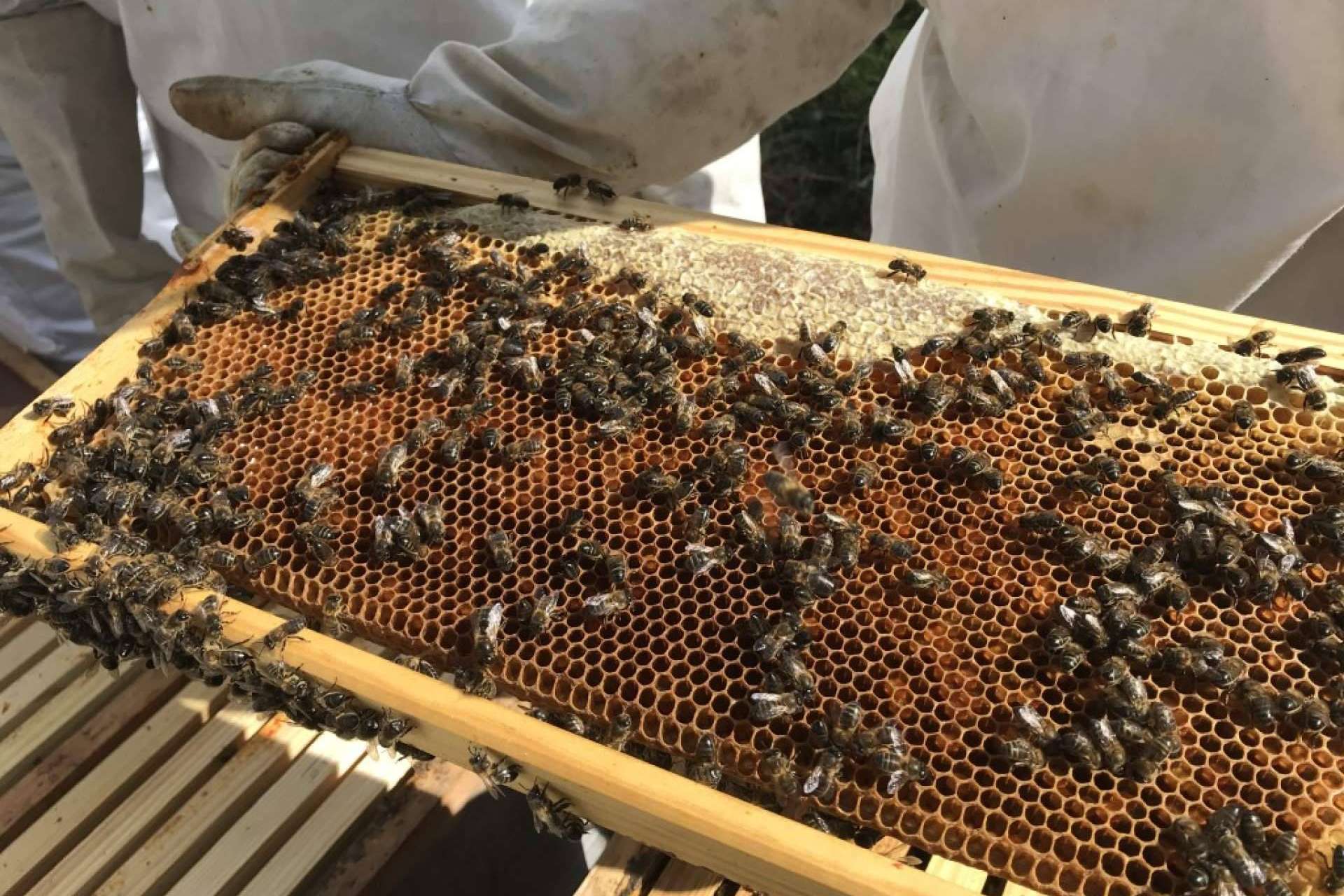 Las diferentes formaciones de Cursos Apicultura que ofrece para adentrarse en el mundo de las abejas