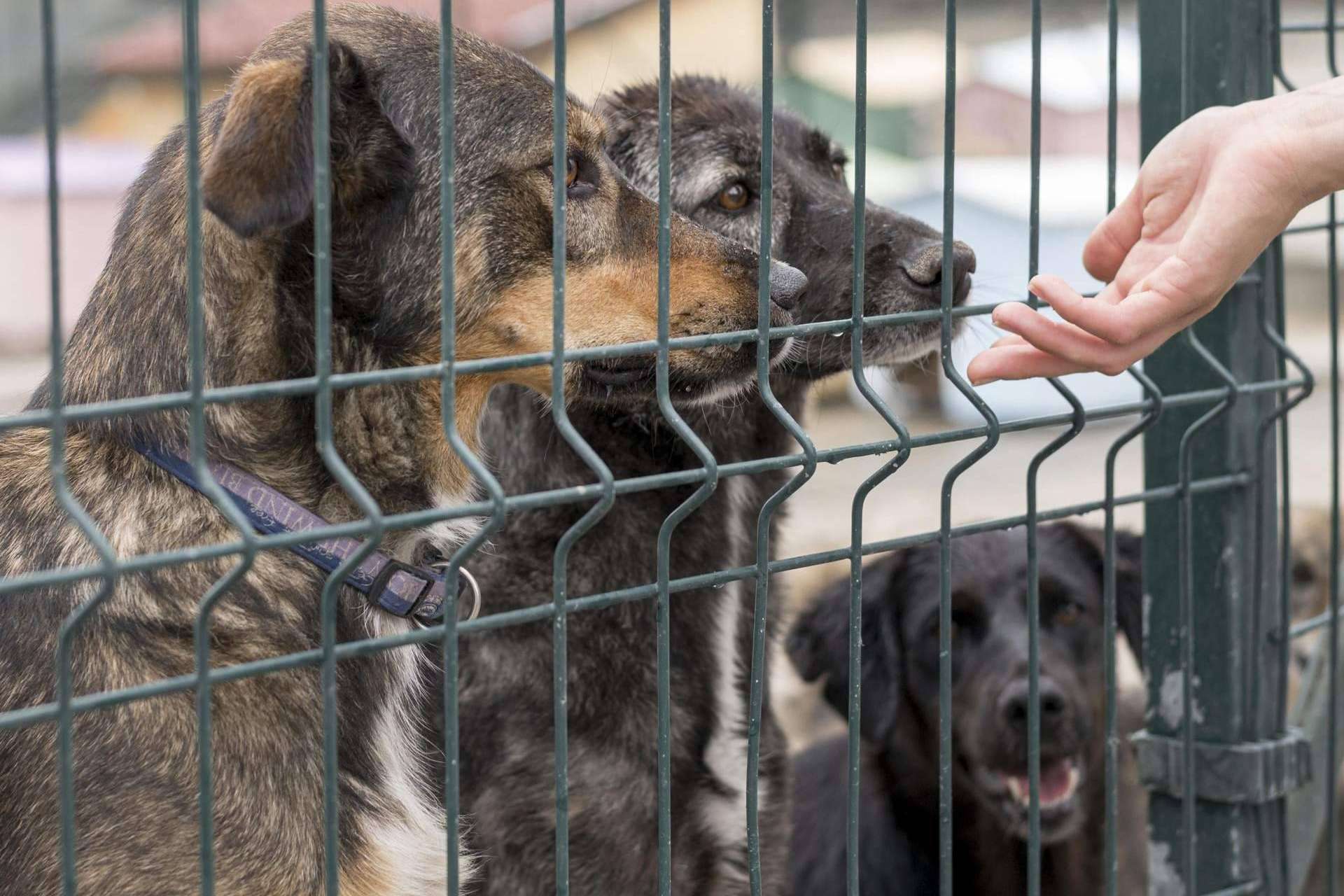 Los puntos más importantes de la nueva Ley de Bienestar Animal