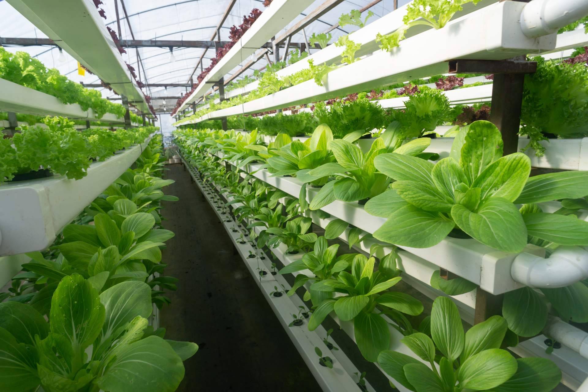 PVAI ofrece consultoría especializada para poner en marcha campos de agricultura vertical