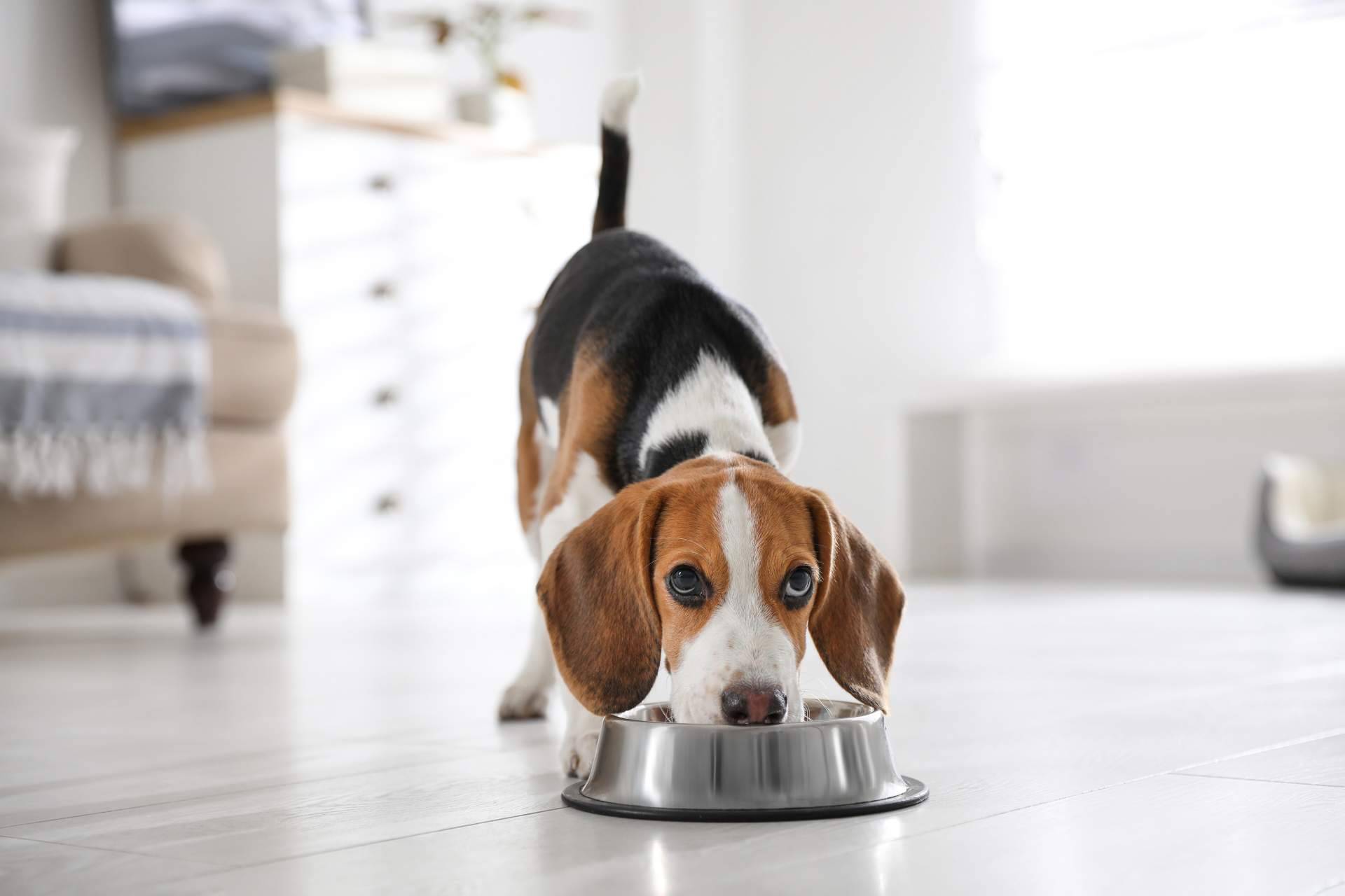 NaturWild contribuye a la alimentación de perros con pieles sensibles