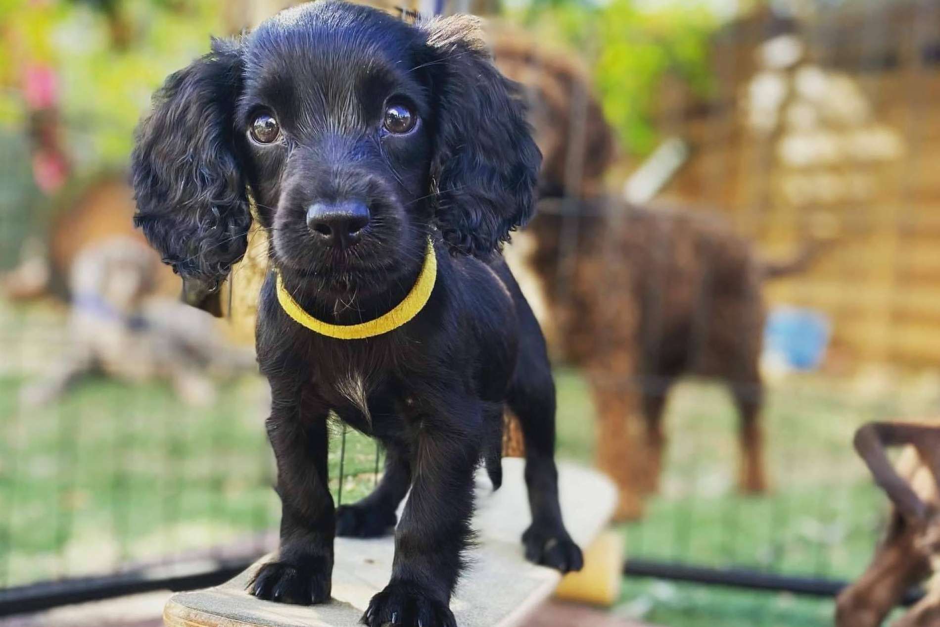 Adiestramiento de perros de trabajo en el club canino en Barcelona L'Almozara Can Bosc