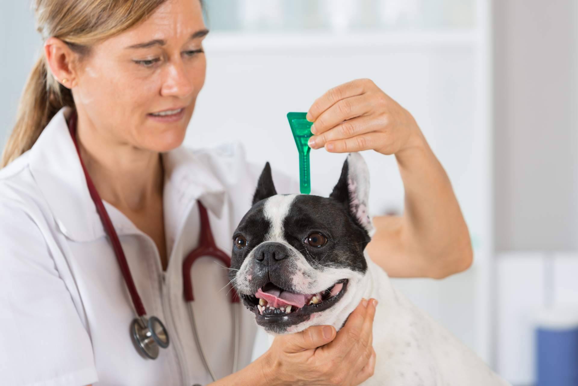 Centro Veterinario El Nido, el centro veterinario en Parla que trabaja para el bienestar de las mascotas