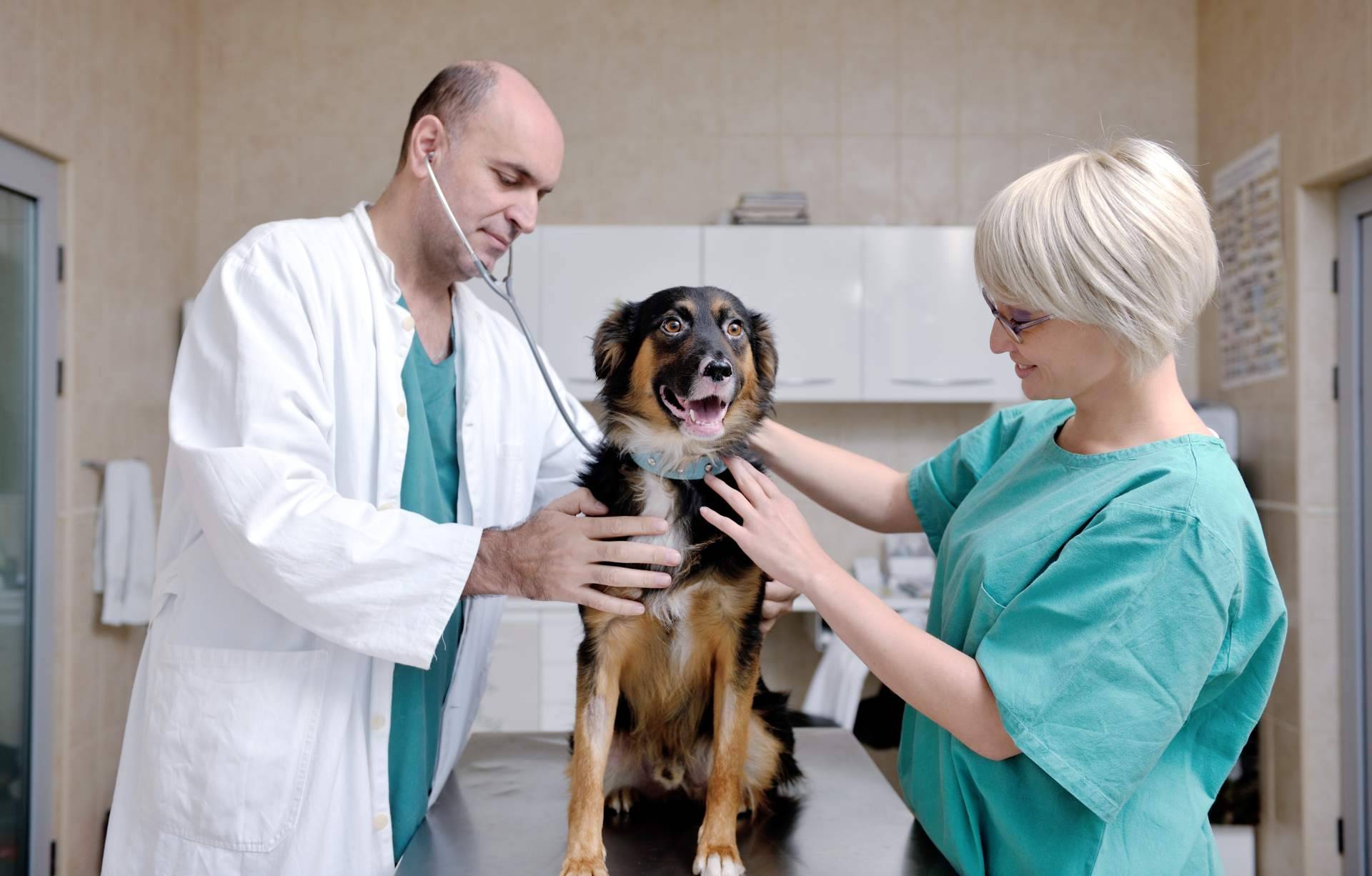 Nuevos centros de Vetformacion para prácticas de auxiliar veterinaria en España, Andorra y Portugal