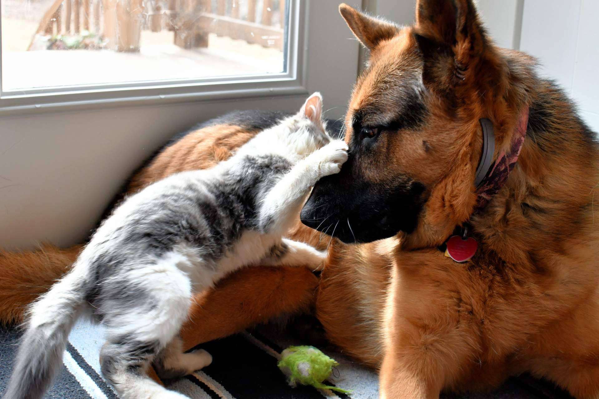 Mascotas Adopción es una plataforma especializada en la adopción de animales en España