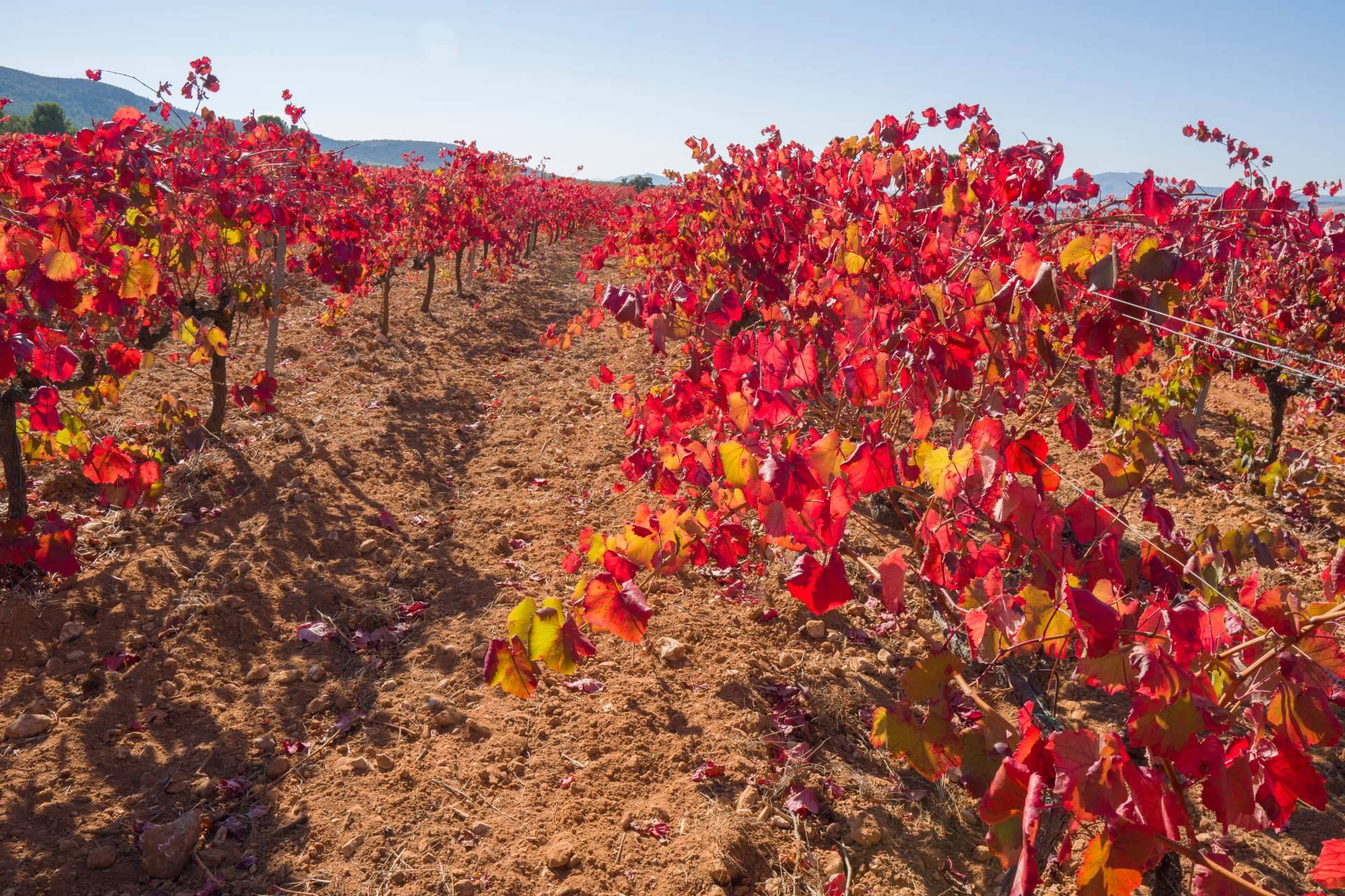 Yecla, territorio privilegiado donde yace la uva Monastrell