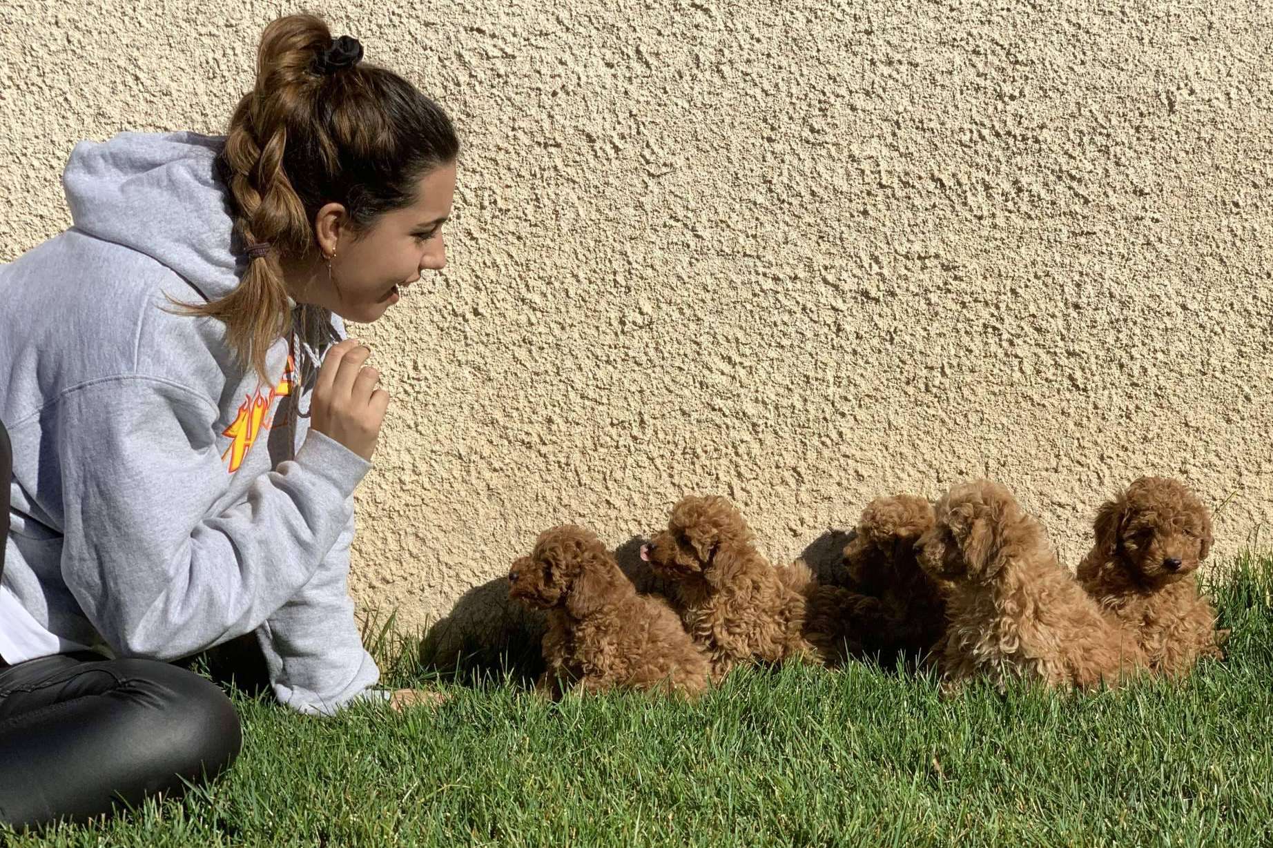 Optar por una cría responsable de cachorros con el apoyo del centro Alto del Pago