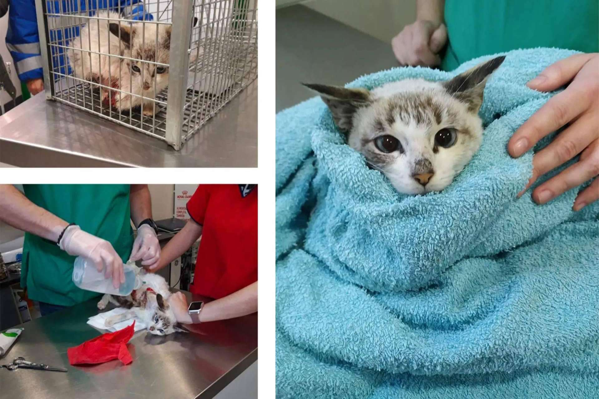 Pienso Solidario Feral, un alimento que fortalece a los gatos ferales y apoya a las protectoras