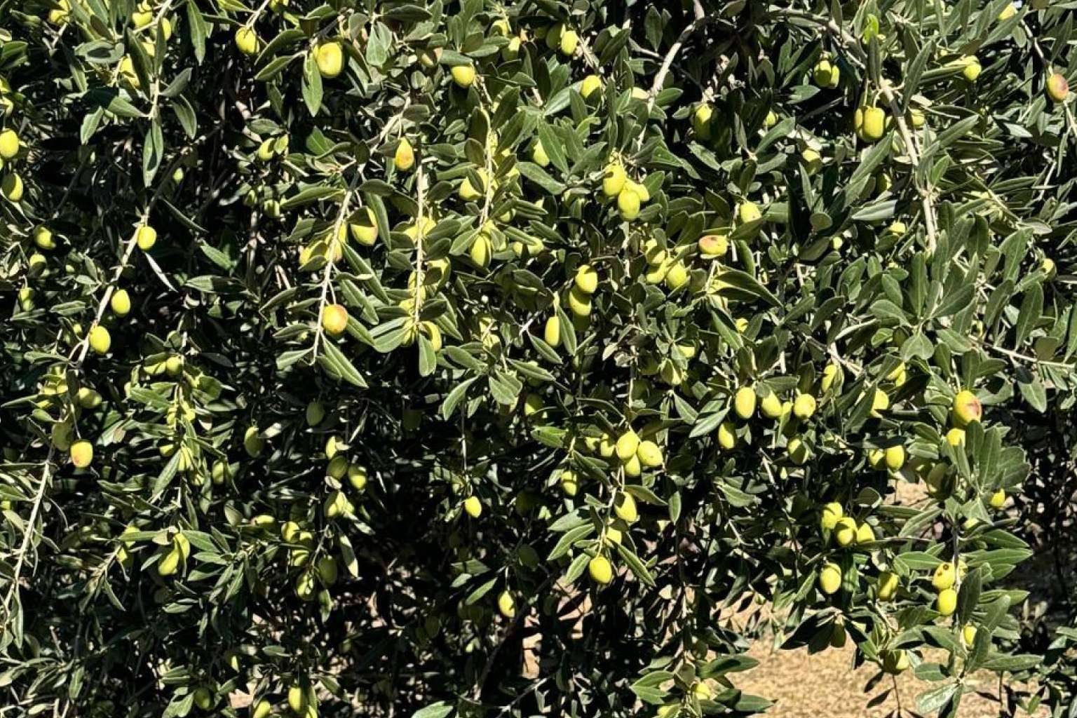 La excelencia del aceite de oliva gourmet, Tercio de las Torres, un proceso único desde el olivo a la botella