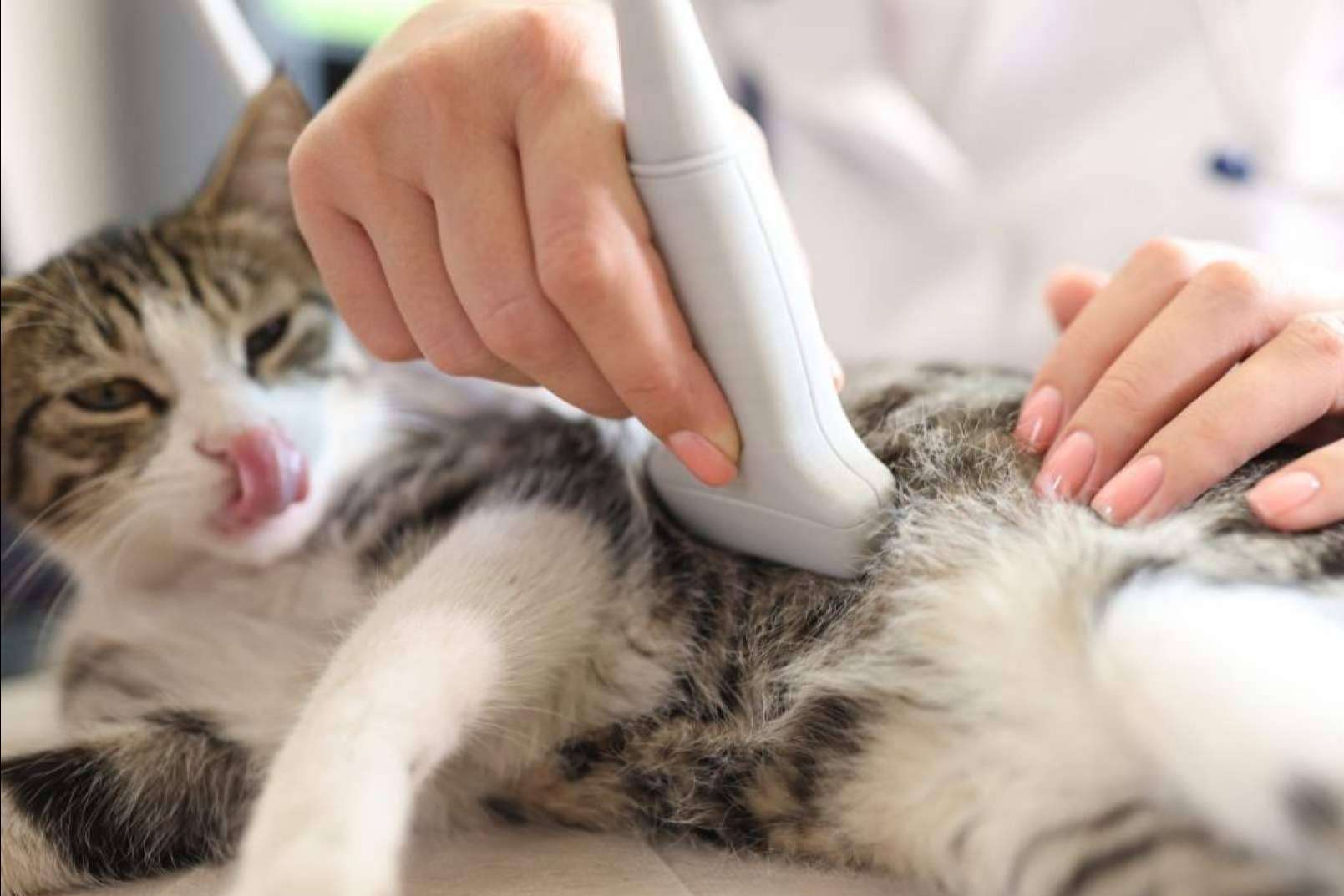 GestorVet, la Solución Idónea para una Gestión Veterinaria ajustada a la Normativa