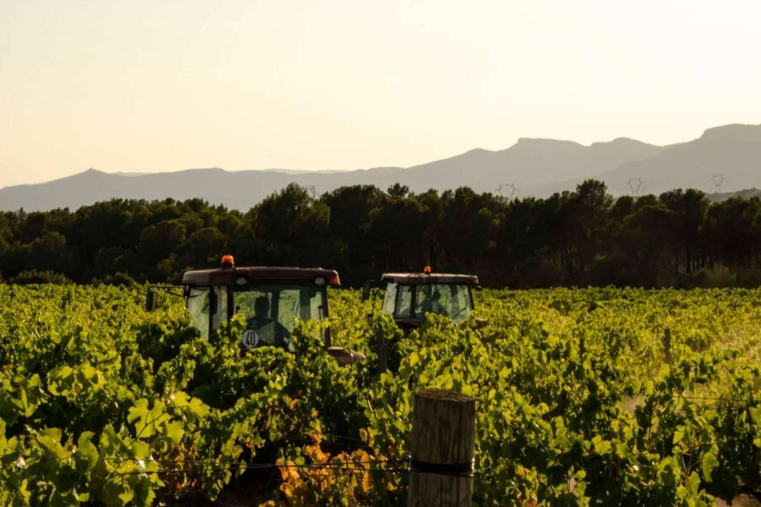 Bodegues Visendra elabora vinos ecológicos y veganos en Tarragona