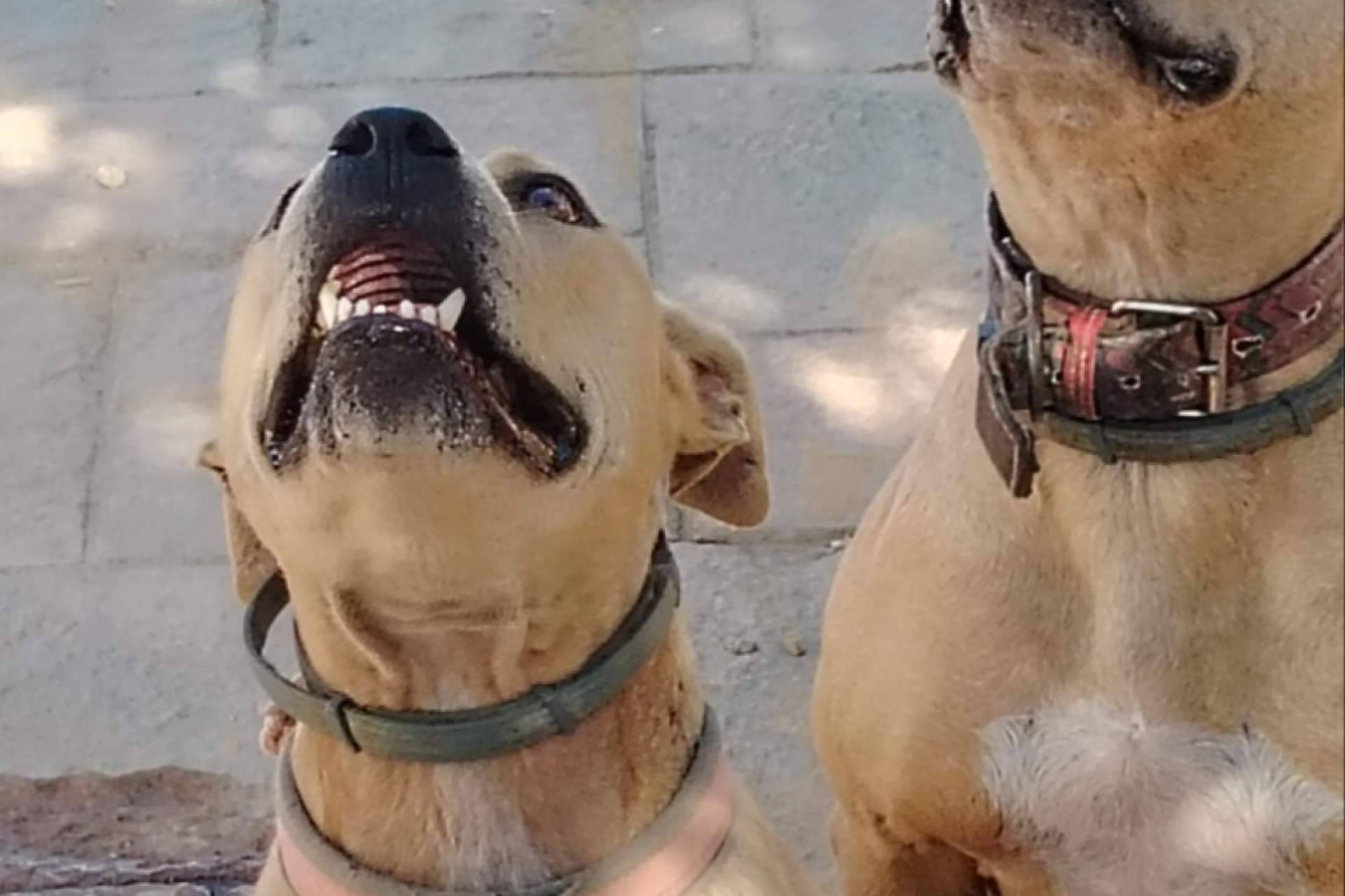 Acogida y adopción sin etiquetas, la lucha de SOS Salvando Vidas España por los perros más olvidados