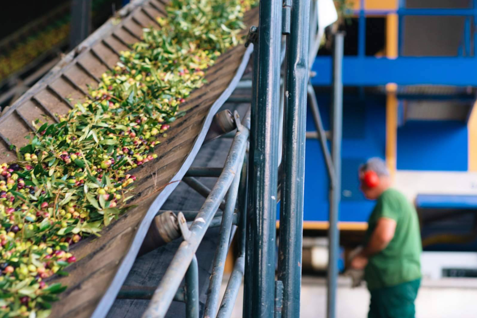 Cómo elegir un buen Aceite de Oliva Virgen Extra de nueva cosecha